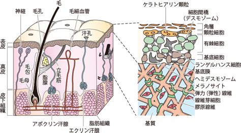 健康的皮膚|【皮膚科医監修】皮膚の構造や働きを知って健康な肌。